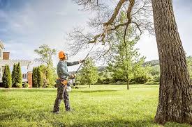 Leaf Removal in Shafter, CA