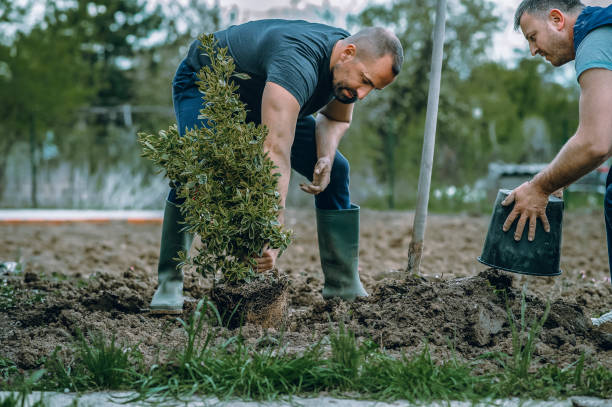 Best Root Management and Removal  in Shafter, CA