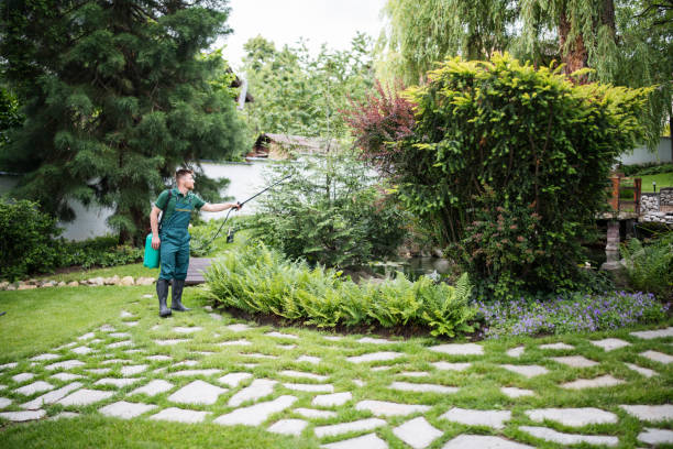 Best Tree Disease Treatment  in Shafter, CA