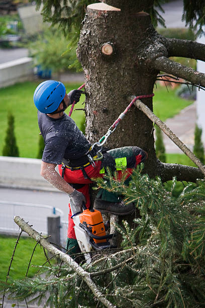 Best Storm Damage Tree Cleanup  in Shafter, CA