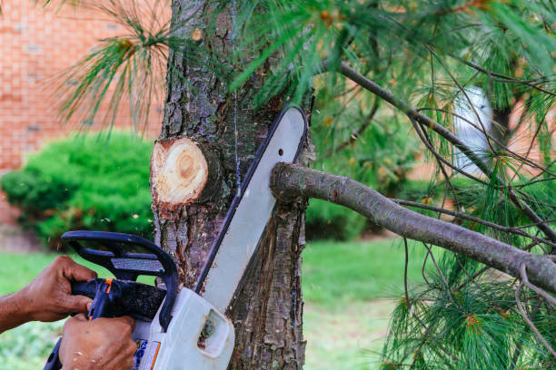 Professional Tree Services in Shafter, CA